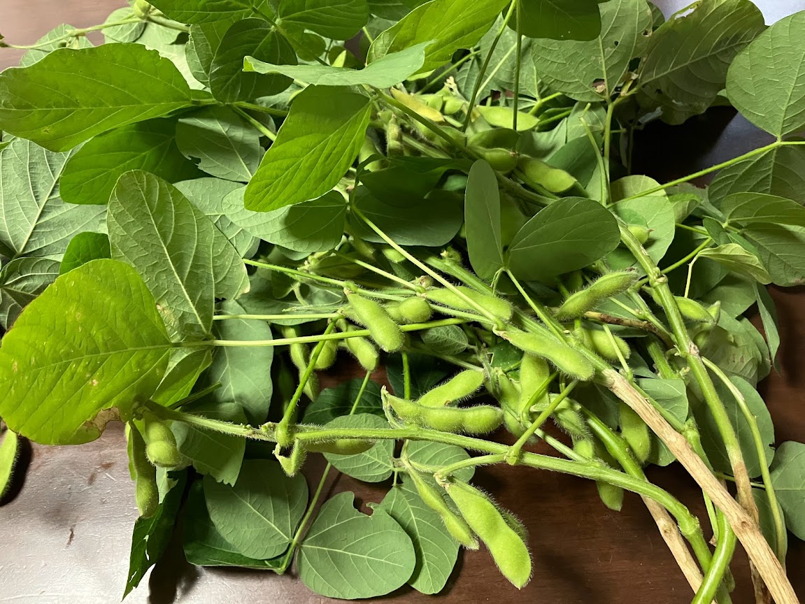 植木鉢でも、甘くておいしい枝豆が収穫できた!