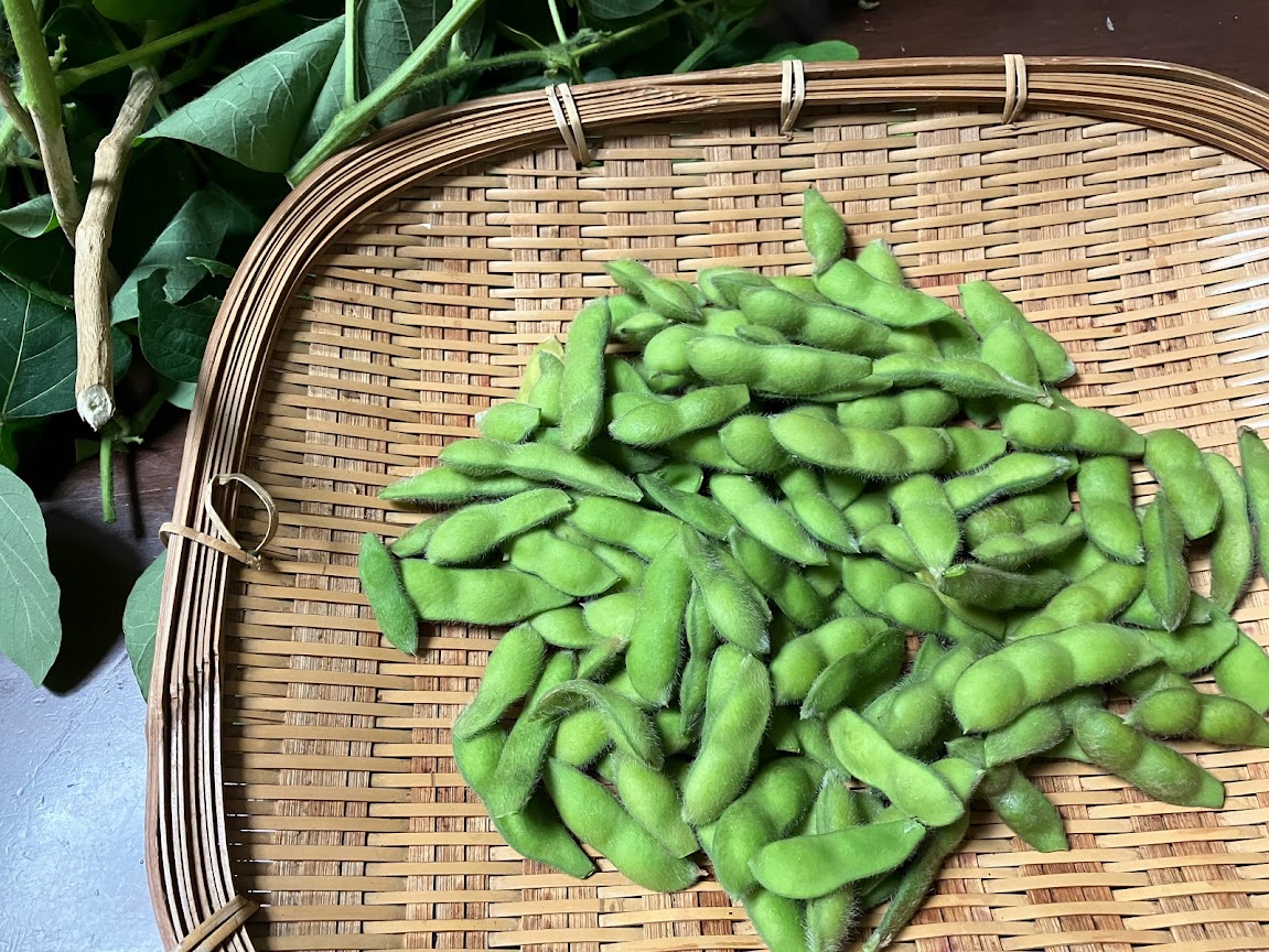 植木鉢でも、甘くておいしい枝豆が収穫できた!