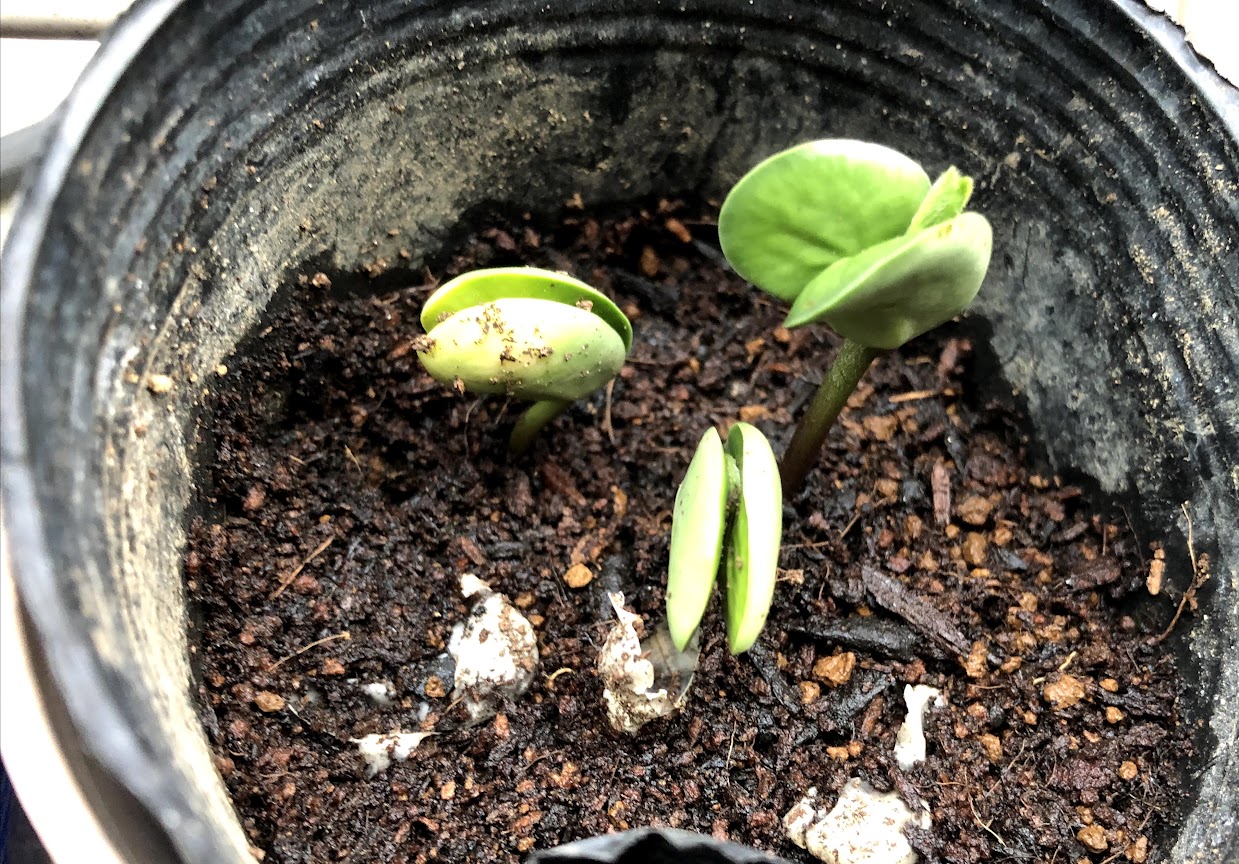 植木鉢でも、甘くておいしい枝豆が収穫できた!